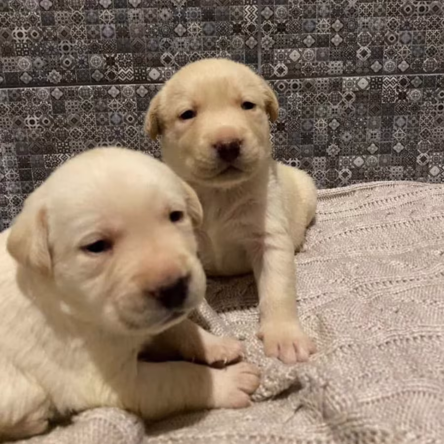 Labrador Retriever Puppies for Sale in Texas (TX)