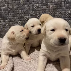 Labrador Retriever Puppies for Sale in Texas (TX)