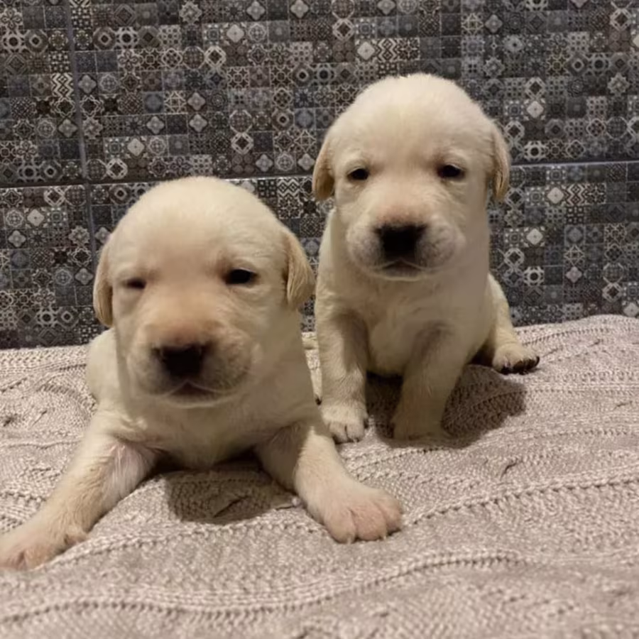 Labrador Retriever Puppies for Sale in Texas (TX)