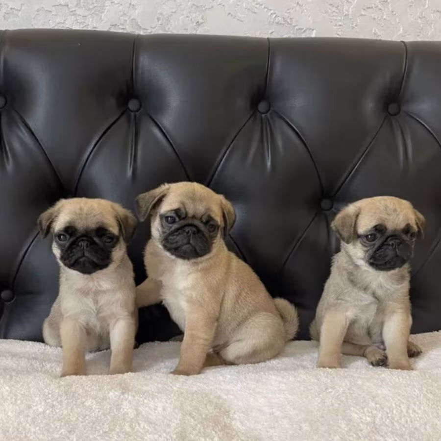 Pug Puppies for Sale in Illinois (IL)
