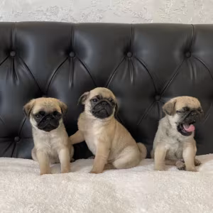 Pug Puppies for Sale in Illinois (IL)