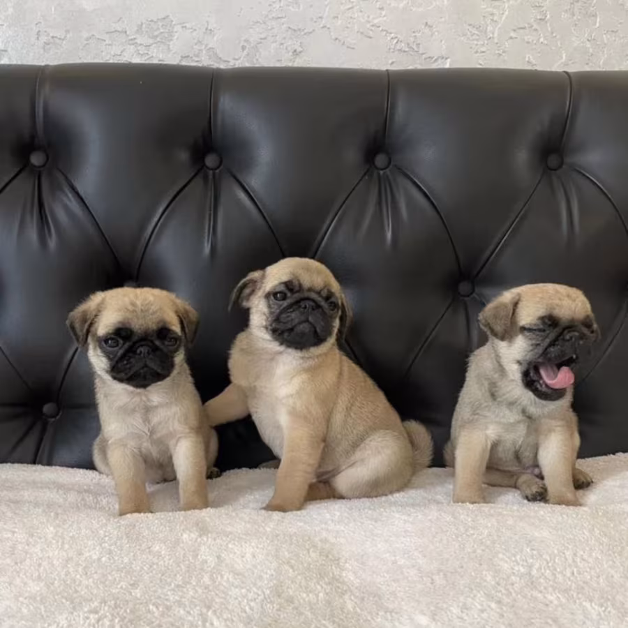 Pug Puppies for Sale in Illinois (IL)