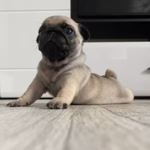 Pug Female Puppy for Sale in New York (NY)