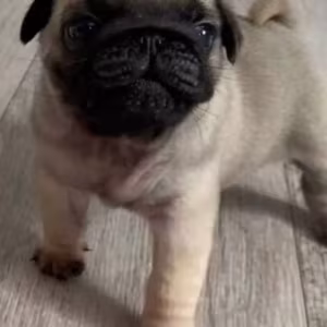Pug Female Puppy for Sale in New York (NY)