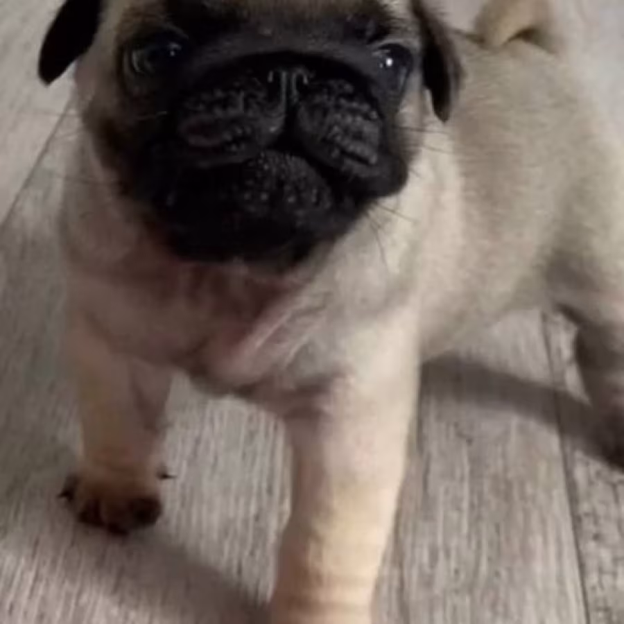 Pug Female Puppy for Sale in New York (NY)