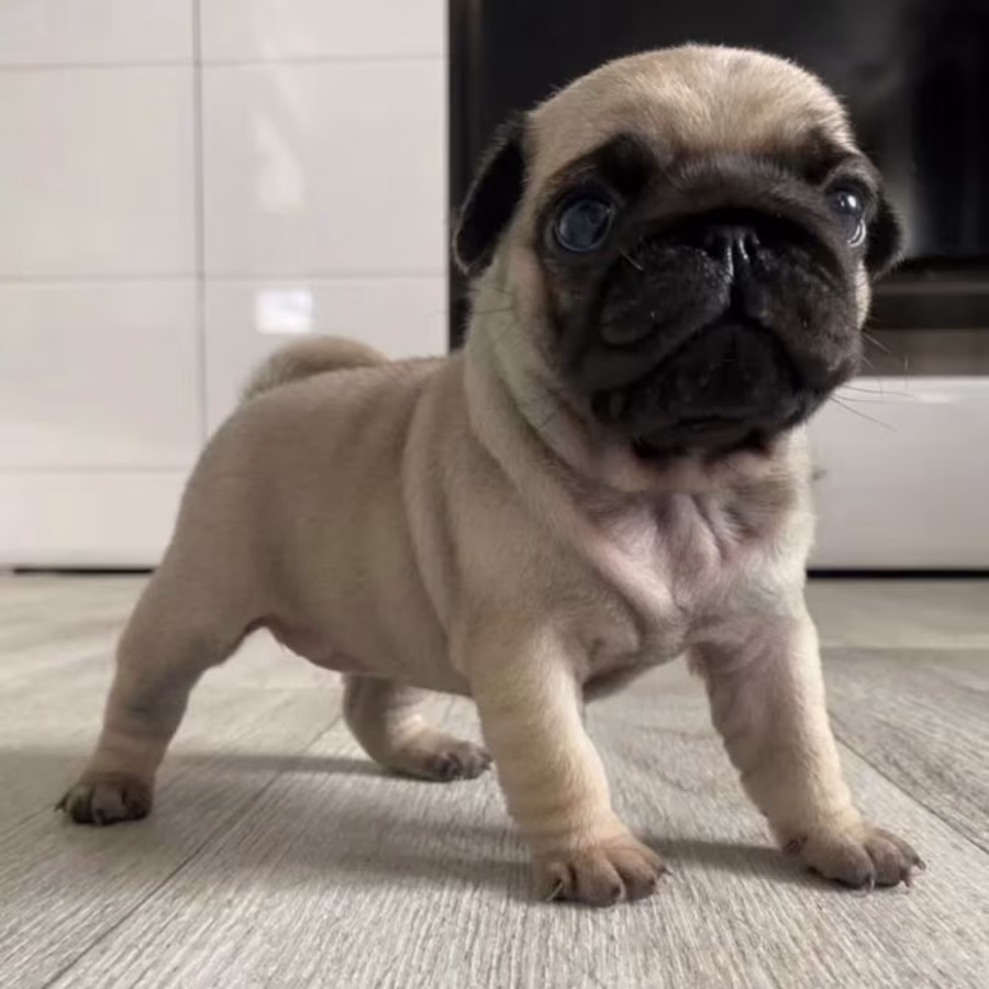 Pug Female Puppy for Sale in New York (NY)