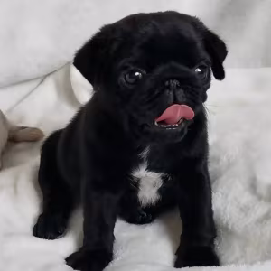 Pug Male and Female Puppies for Sale in California (CA)
