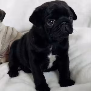 Pug Male and Female Puppies for Sale in California (CA)