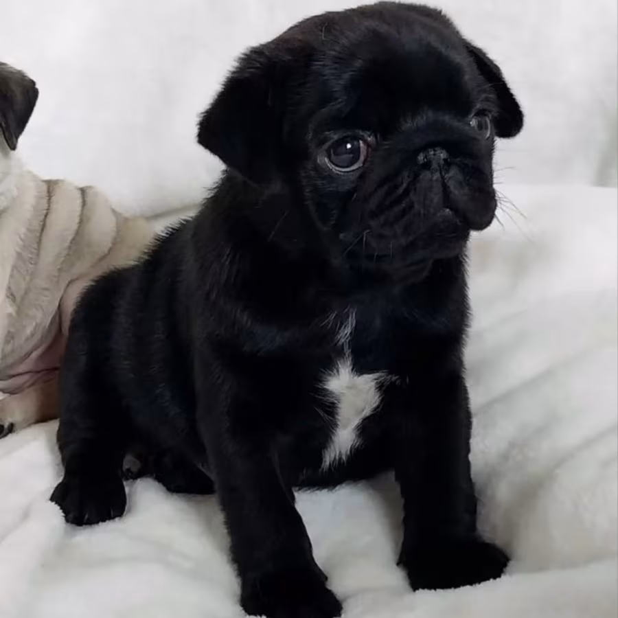 Pug Male and Female Puppies for Sale in California (CA)