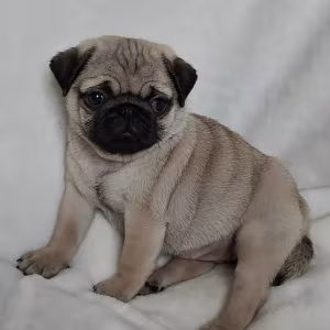 Pug Male and Female Puppies for Sale in California (CA)