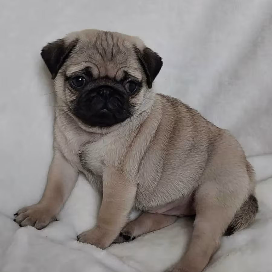 Pug Male and Female Puppies for Sale in California (CA)