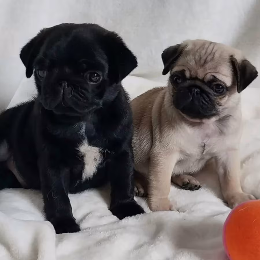 Pug Male and Female Puppies for Sale in California (CA)
