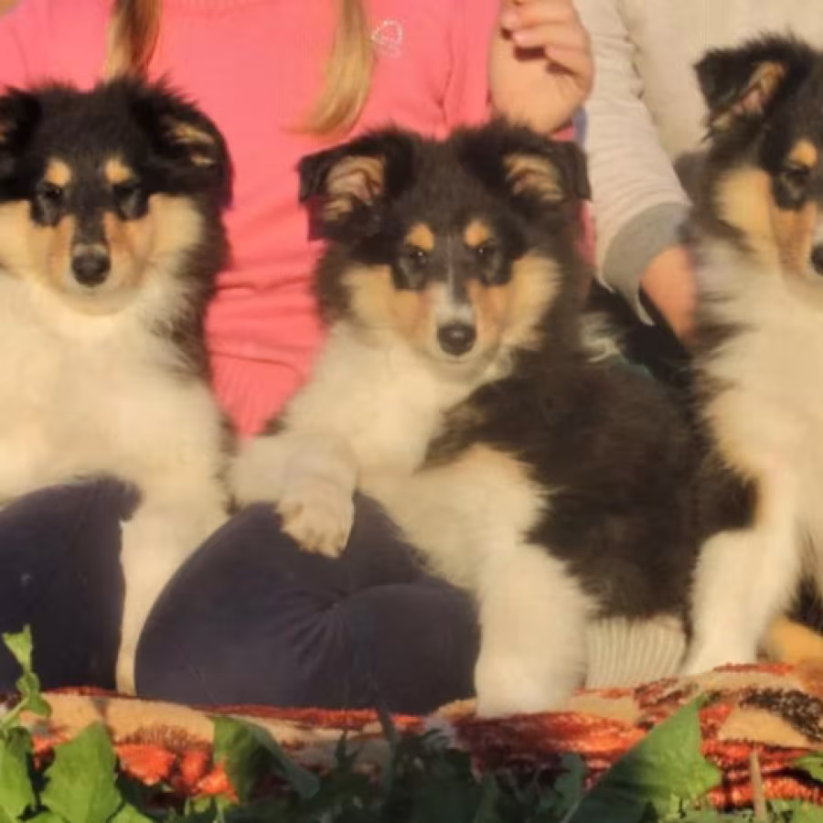 Collie Puppies for Sale in Alabama (AL)