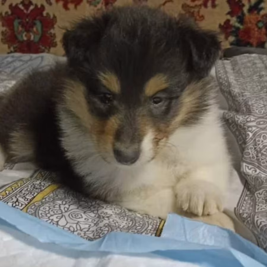 Collie Puppies for Sale in Alabama (AL)