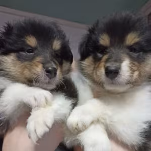 Collie Puppies for Sale in Alabama (AL)