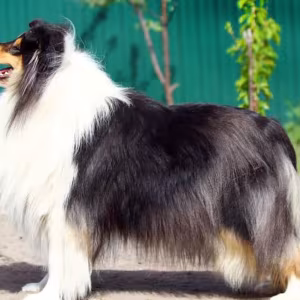 Rough Collie Puppies for Sale in Florida (FL)