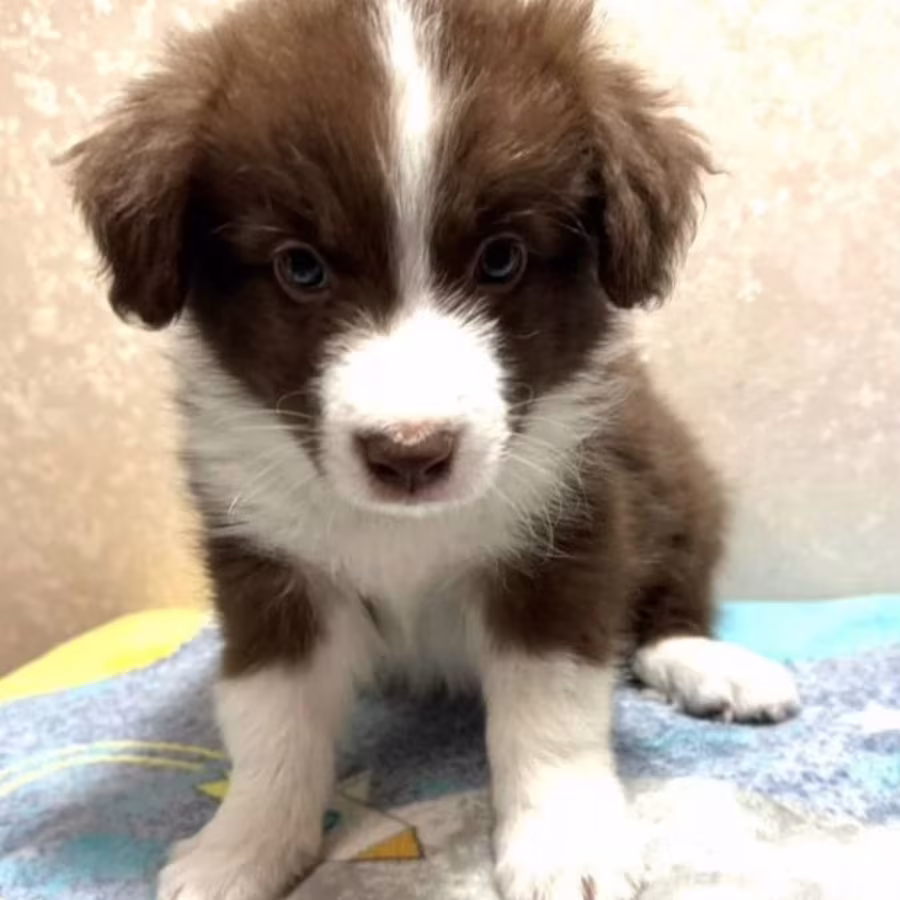 Smooth Collie Puppy for Sale in California (CA)