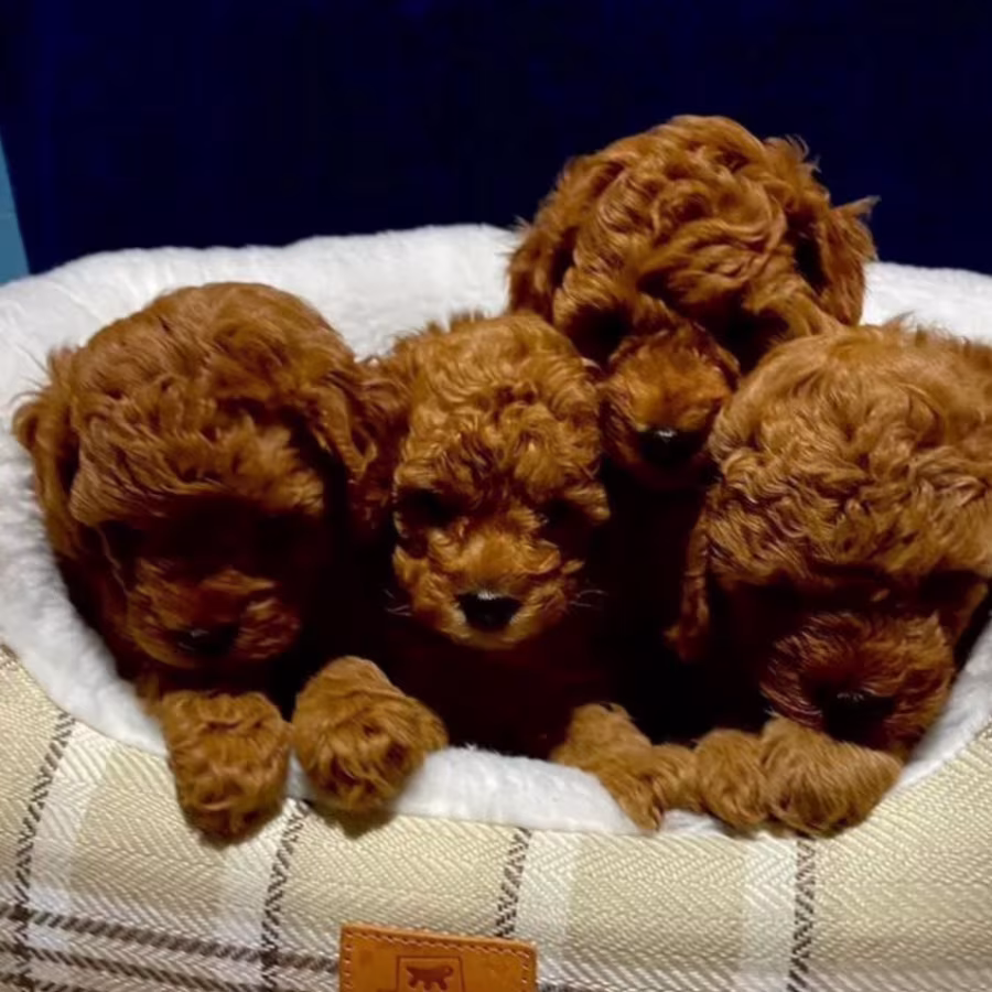 Poodle Puppies for Sale in New York (NY)