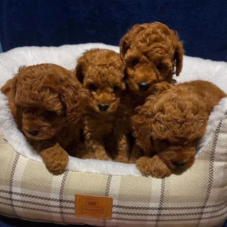 Poodle Puppies for Sale in New York (NY)