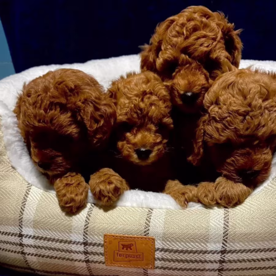 Poodle Puppies for Sale in New York (NY)