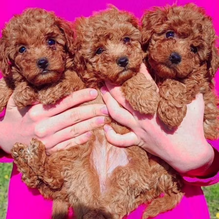 Poodle Puppies for Sale in North Dakota (ND)