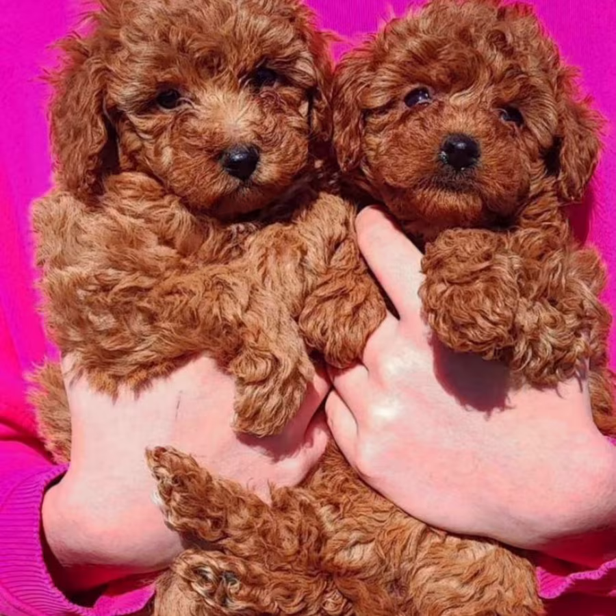 Poodle Puppies for Sale in North Dakota (ND)