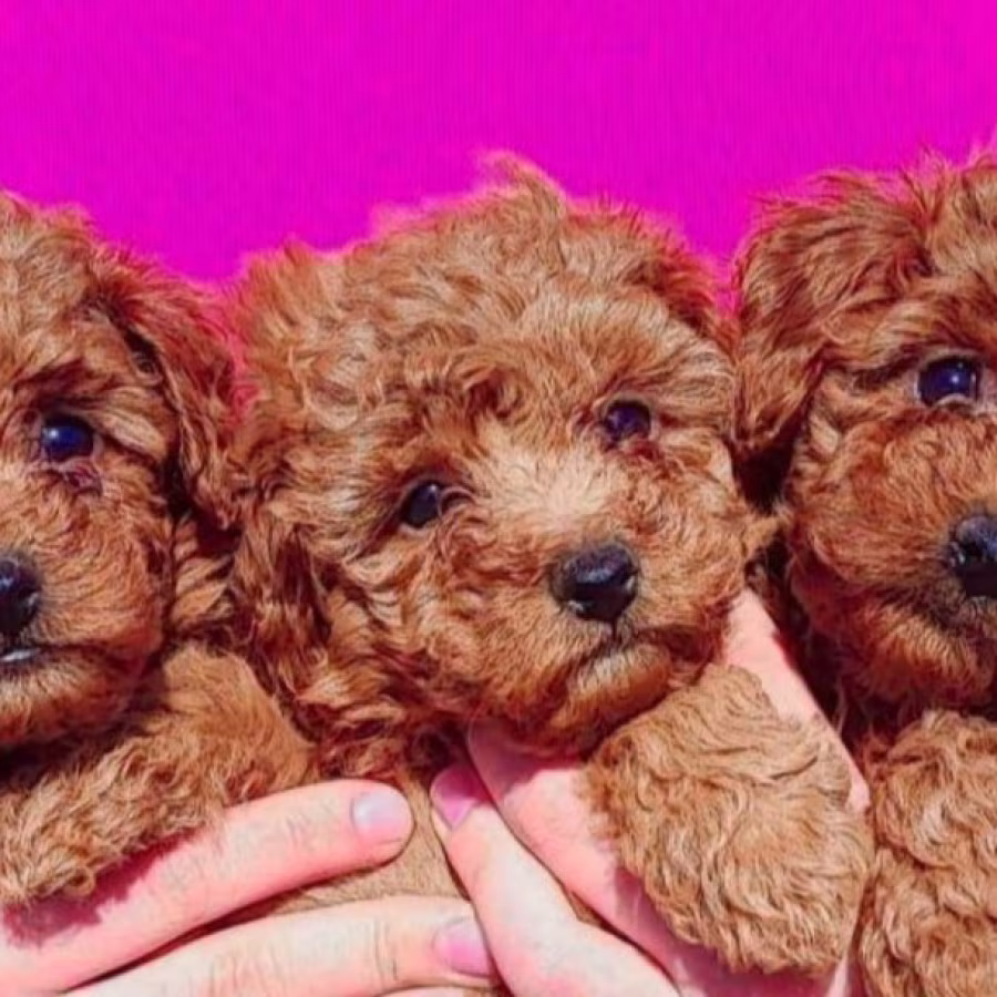 Poodle Puppies for Sale in North Dakota (ND)