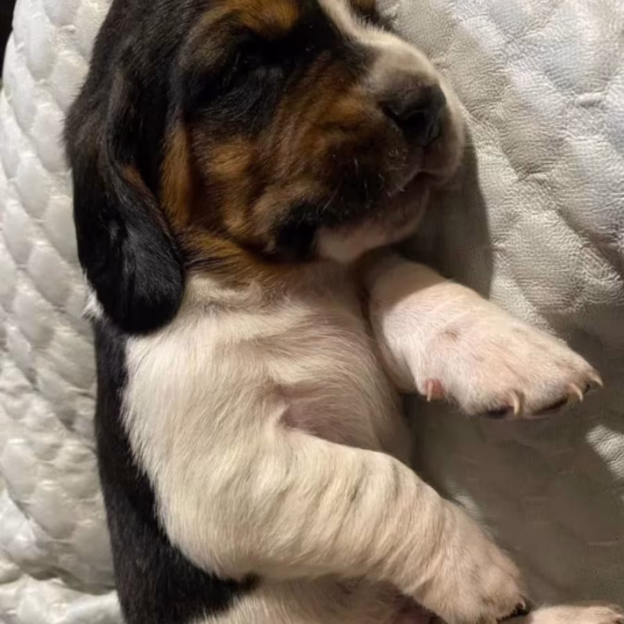 Basset Hound Puppies for Sale in Pennsylvania (PA)