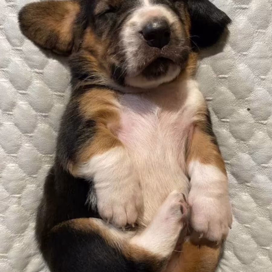 Basset Hound Puppies for Sale in Pennsylvania (PA)