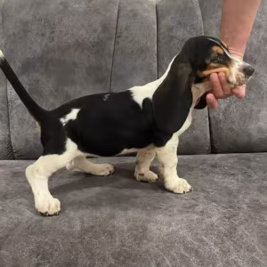 Basset Hound Puppies for Sale in Texas (TX)