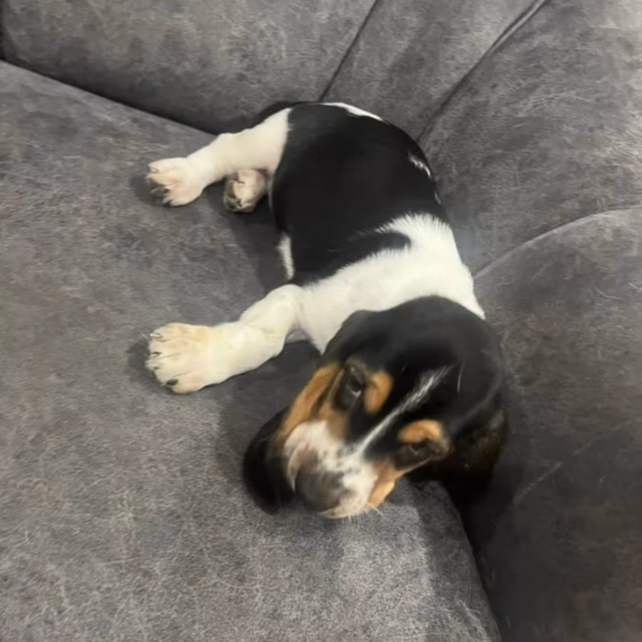 Basset Hound Puppies for Sale in Texas (TX)