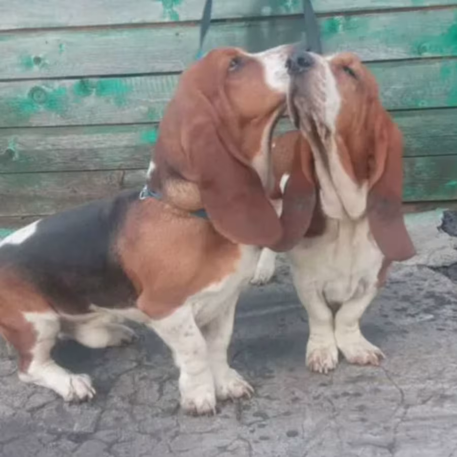 Basset Hound Puppies for Sale in Texas (TX)