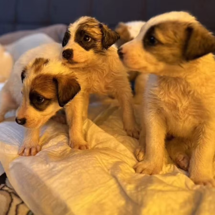 Boxer Puppies for Sale in Pennsylvania (PA)
