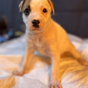 Boxer Puppies for Sale in Pennsylvania (PA)