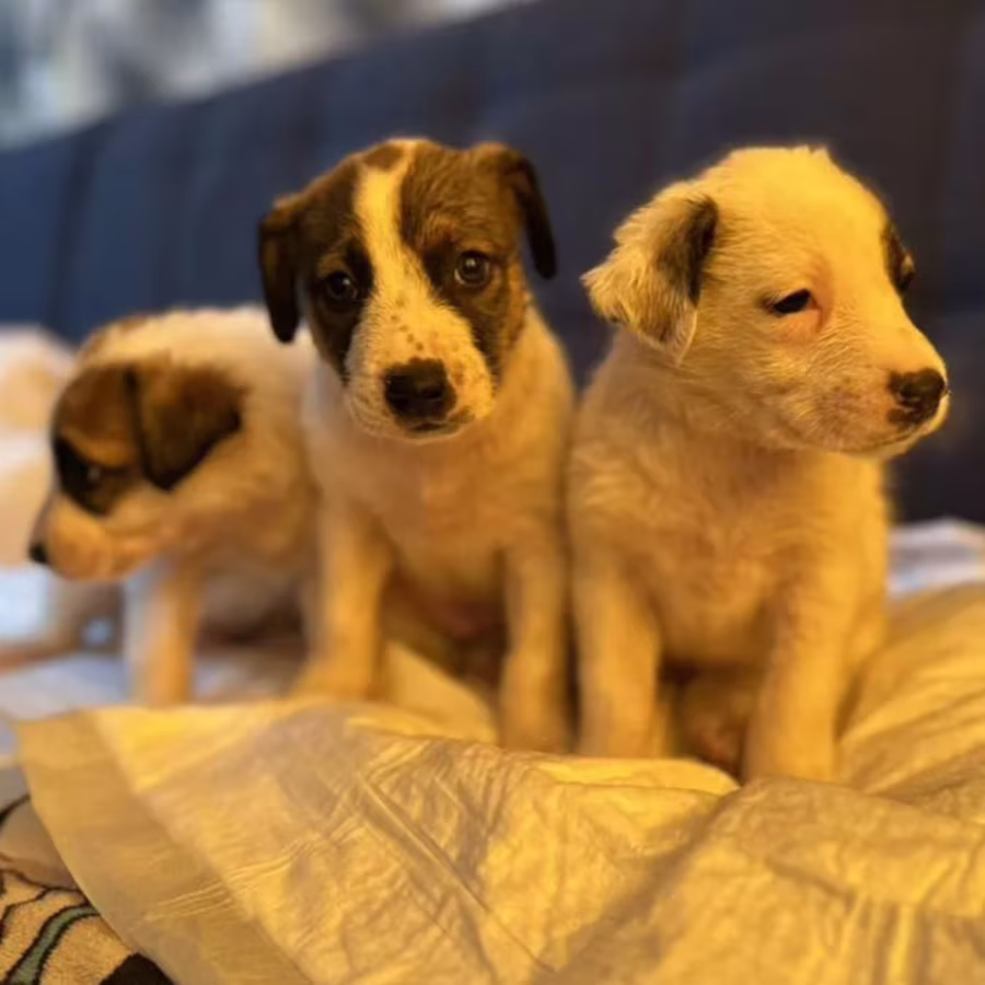 Boxer Puppies for Sale in Pennsylvania (PA)