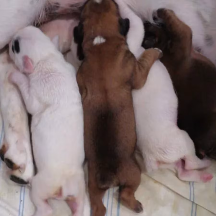 Boxer Puppies for Sale in Texas (TX)