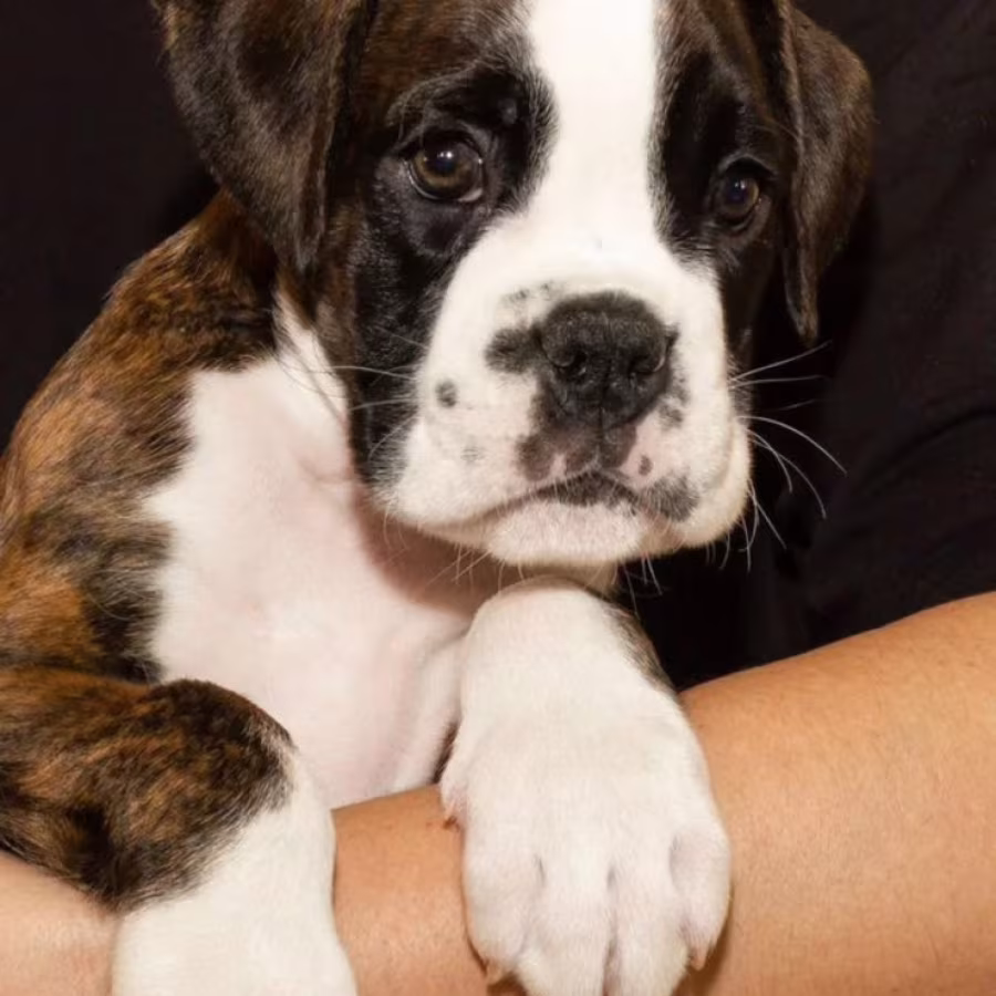 Boxer Puppy for Sale in New York (NY)