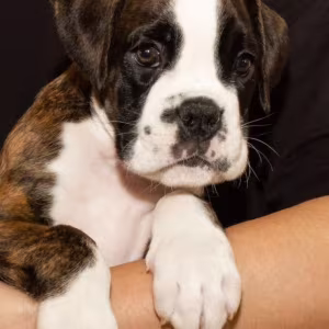 Boxer Puppy for Sale in New York (NY)