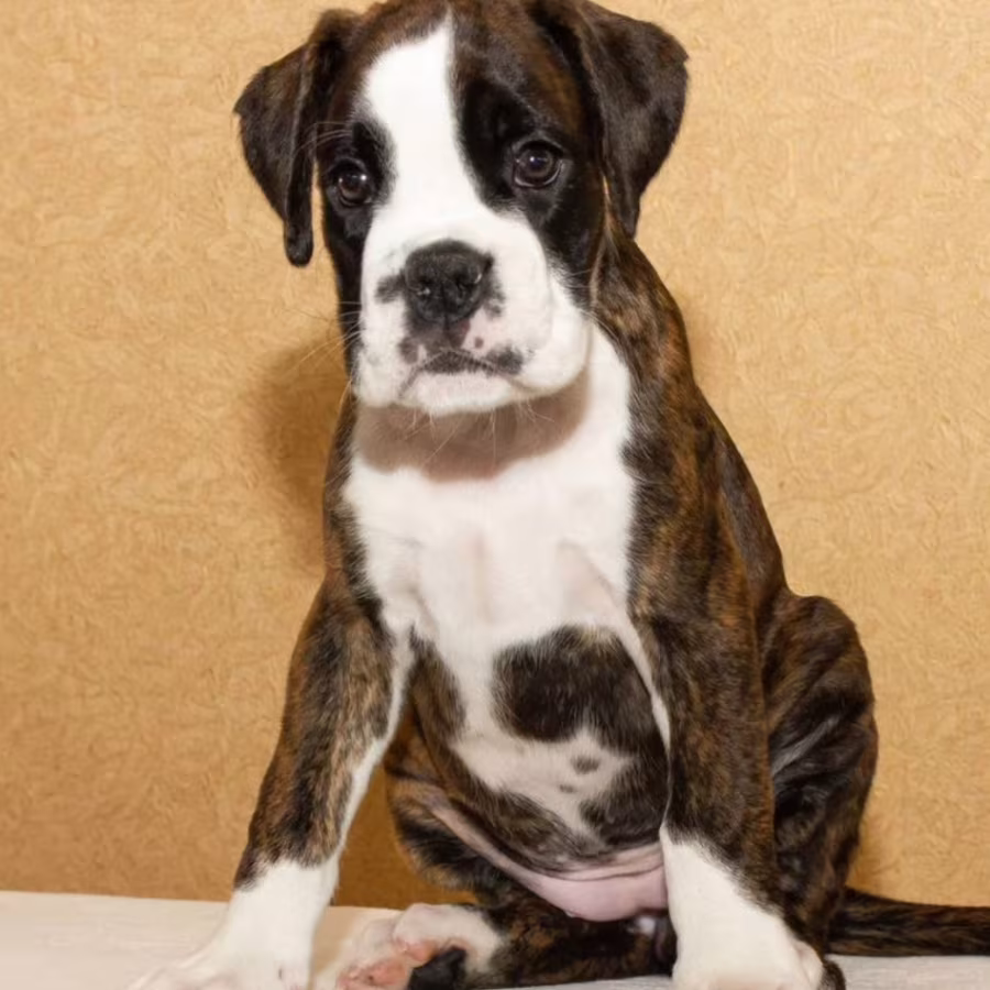 Boxer Puppy for Sale in New York (NY)