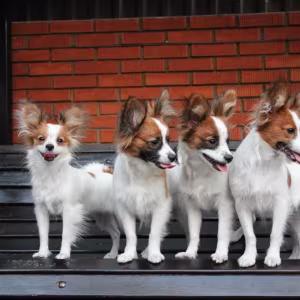 Papillon's best dog kennel in Florida