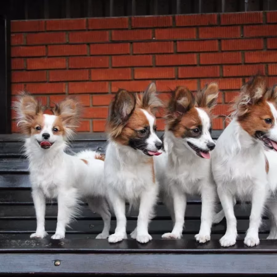 Papillon's best dog kennel in Florida
