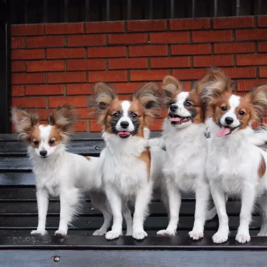Papillon's best dog kennel in Florida