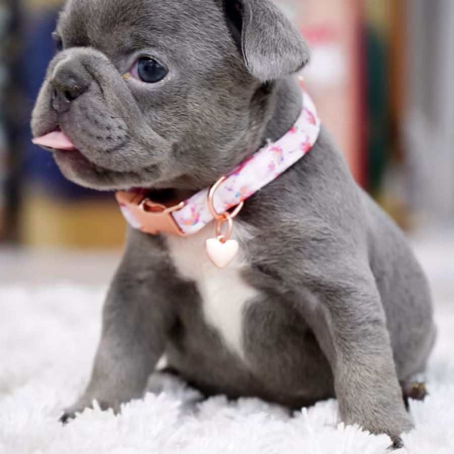 Female Blue. This will be a great Christmas gift.