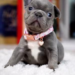 Female Blue. This will be a great Christmas gift.