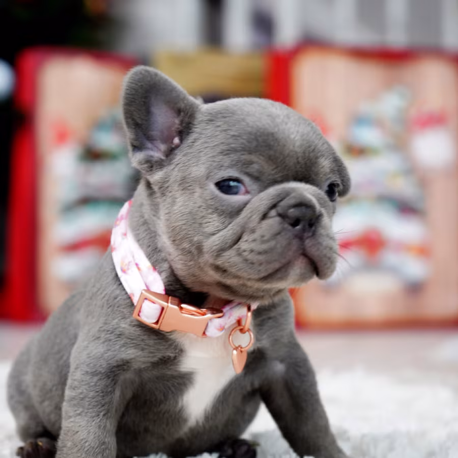 Female Blue. This will be a great Christmas gift.