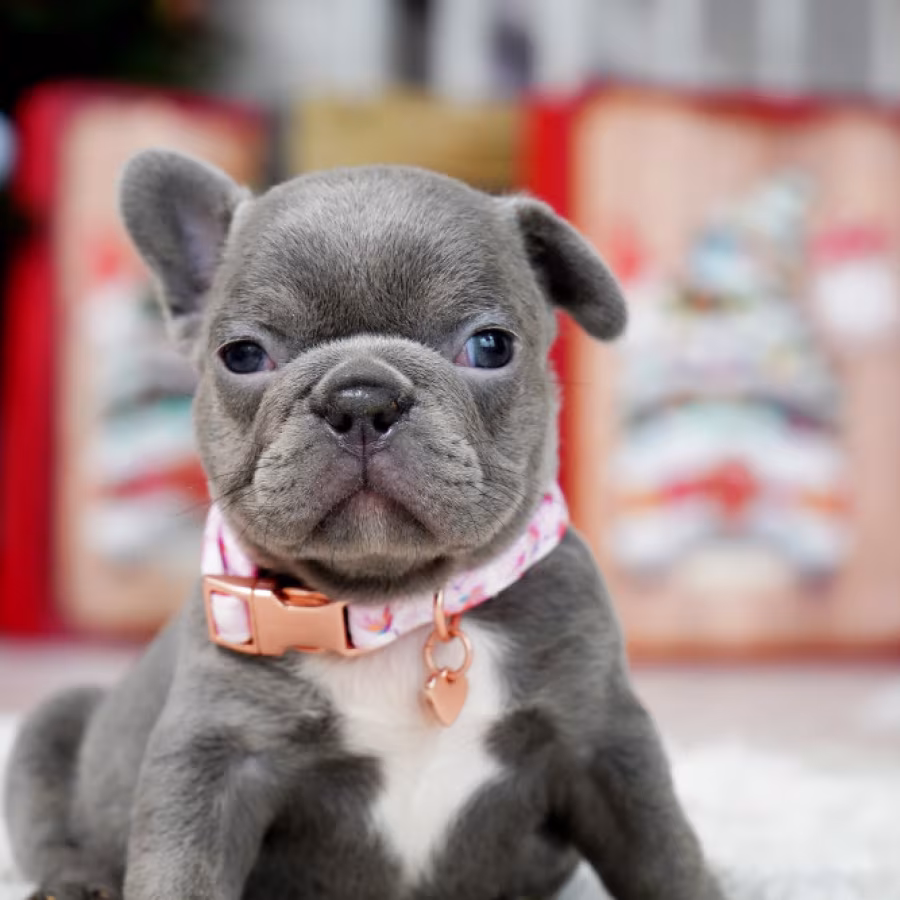 Female Blue. This will be a great Christmas gift.