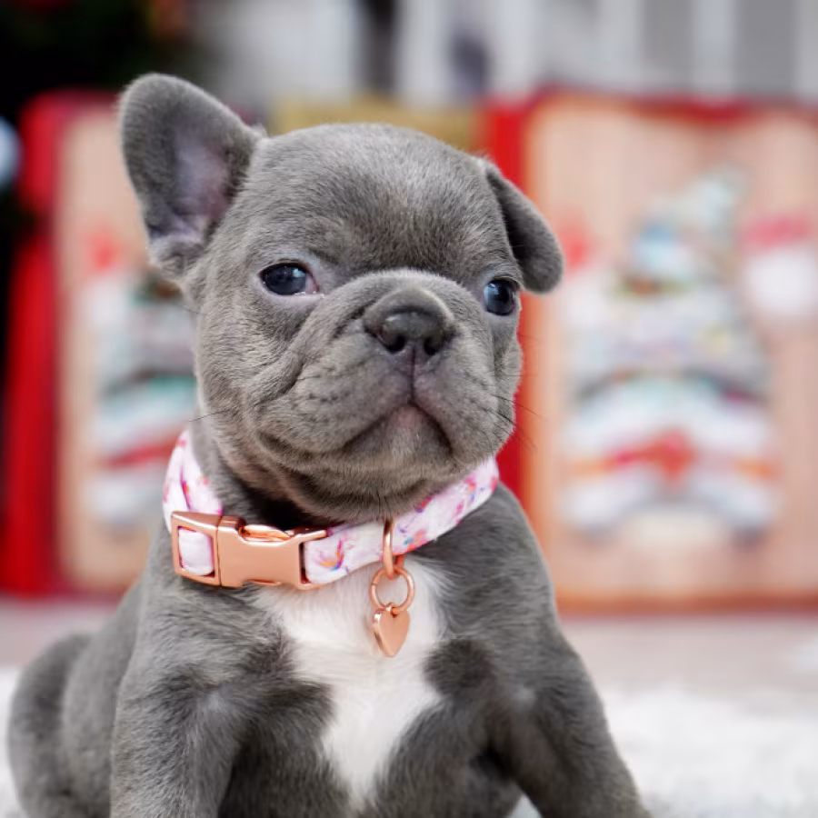 Female Blue. This will be a great Christmas gift.