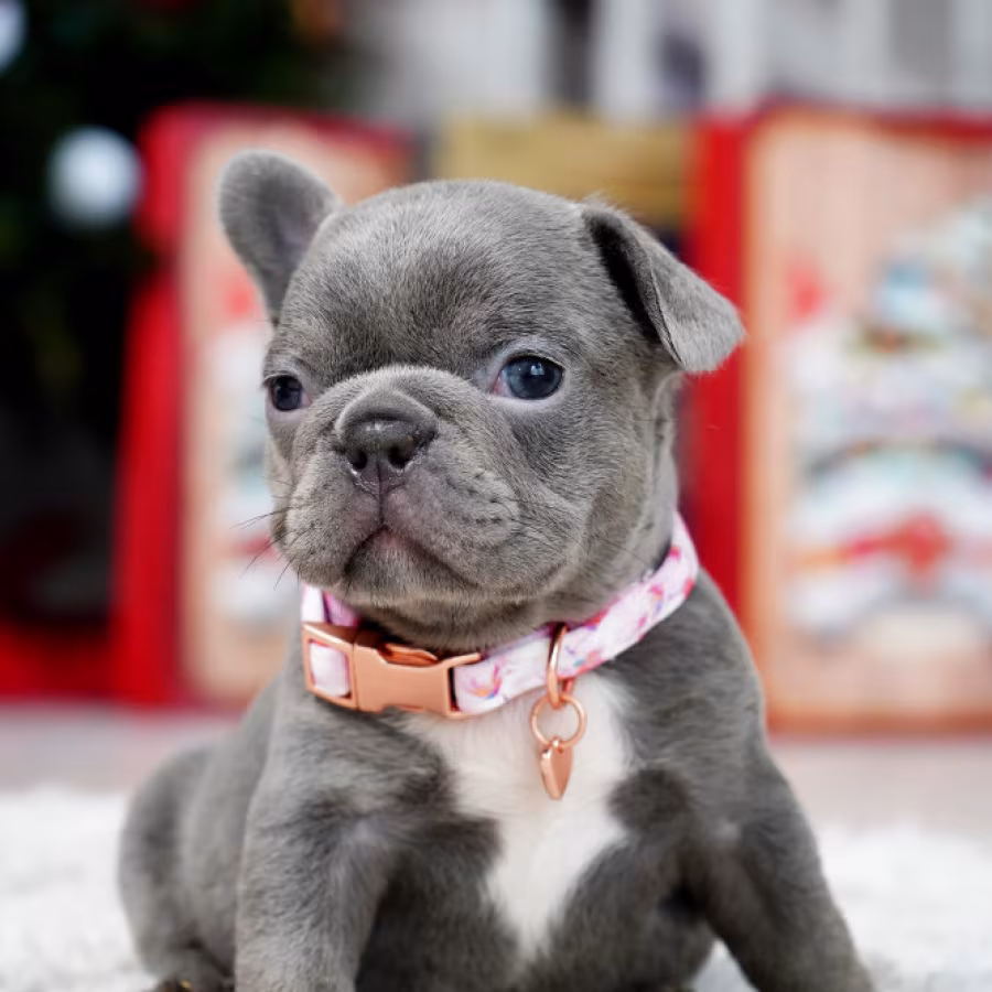 Female Blue. This will be a great Christmas gift.