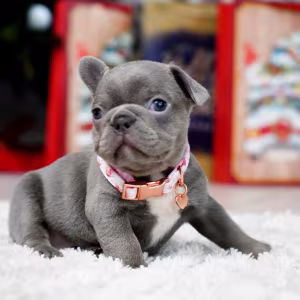 Female Blue. This will be a great Christmas gift.