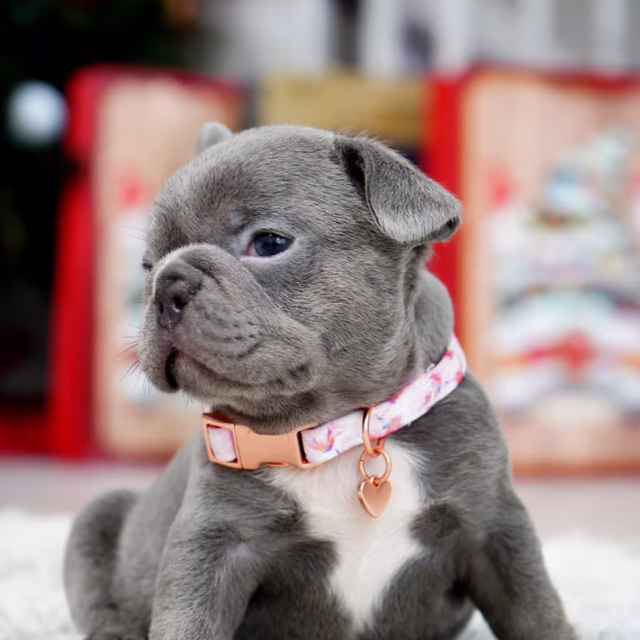 Female Blue. This will be a great Christmas gift.